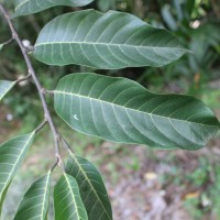 Artocarpus gomezianus Wall. ex Trécul